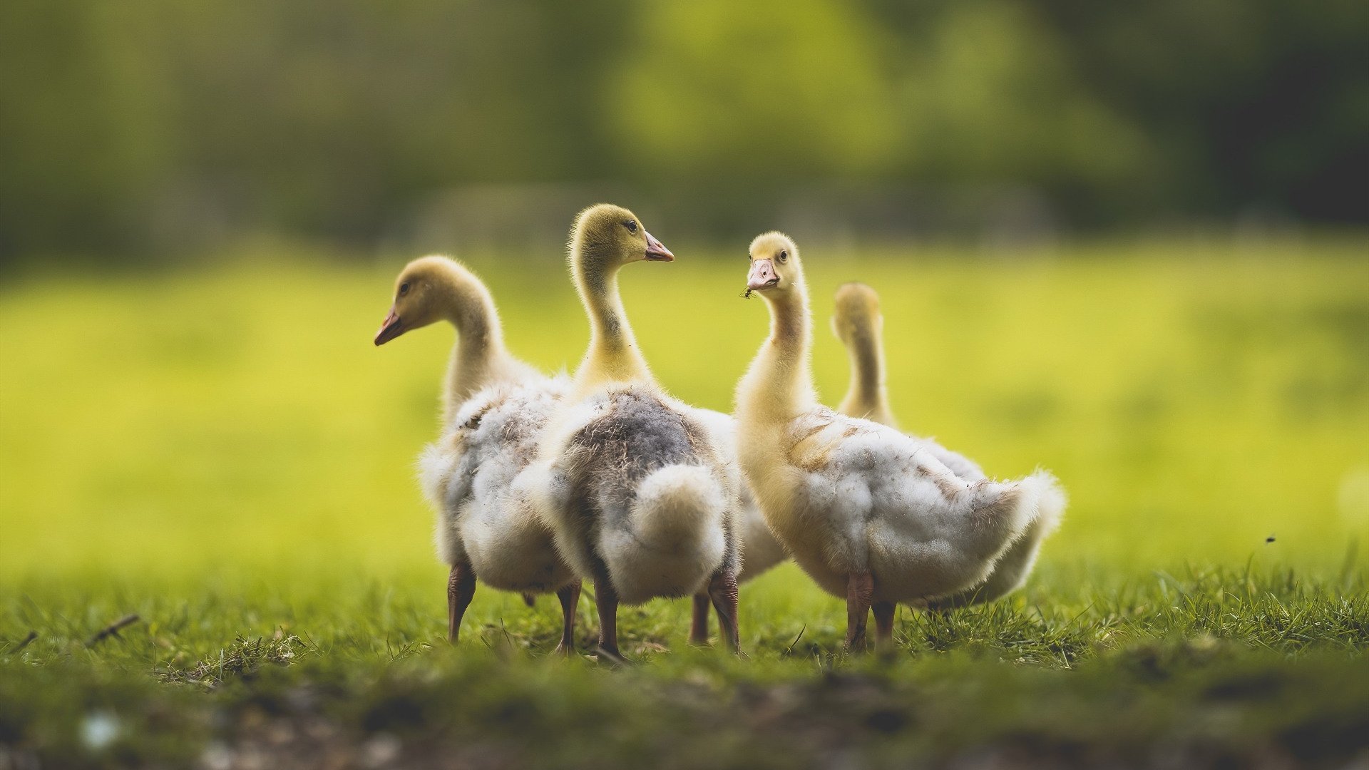 专业俱乐部转型为足球学院推动系统培养，足球俱乐部培训业务方案